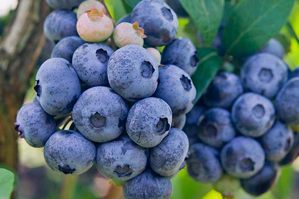 Fresh Fruits